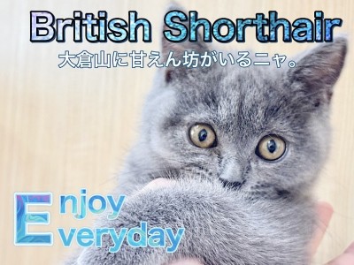 【 ブリティッシュショートヘア 】今日も今日とて甘えん坊な女の子！