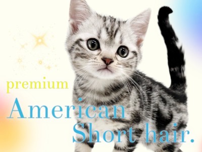 【 アメリカンショートヘア 】ルックス性格柄全て良し！プレミアム認定にゃんこ！