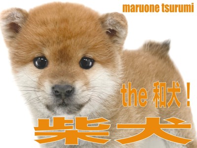 【 柴犬 】くまさん顔のthe 和犬、可愛いらしい女の子！