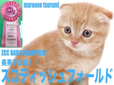 【 スコティッシュフォールド 】ZCCのBABYチャンピオンの美麗な男の子！