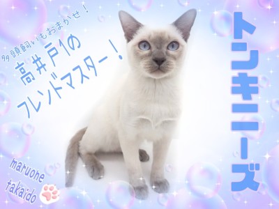 【 トンキニーズ 】社交性抜群で多頭飼いも安心！超絶甘えん坊な男の子！