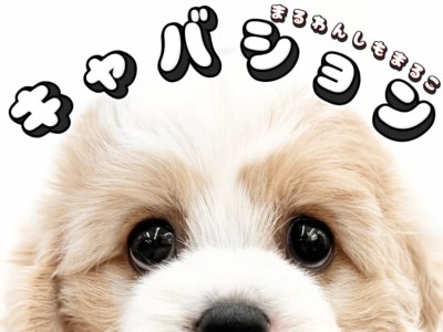 【 MIX 】SNSでも大人気！生後2ヶ月のマルワンのキャバションをお見逃しなく