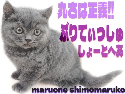 【 ブリティッシュ 】濃いブルーが美しい！丸みが可愛い温厚な遊び好き猫は超癒し系