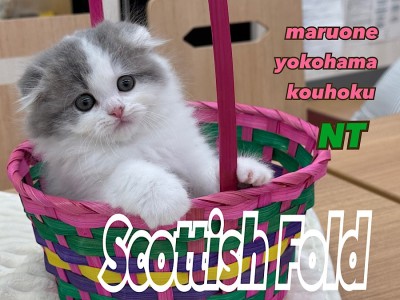 【 スコティッシュフォールド 】横浜市都筑区で人気の折れ耳猫！まん丸お顔の癒し系