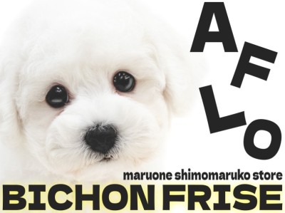 【 ビションフリーゼ 】毛量たっぷりのコロンとしたフォルムが愛らしいアフロ犬男子