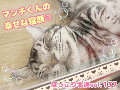 【 ほっこり北通vol.137 】癒される！マンチカンくんの幸せな寝顔