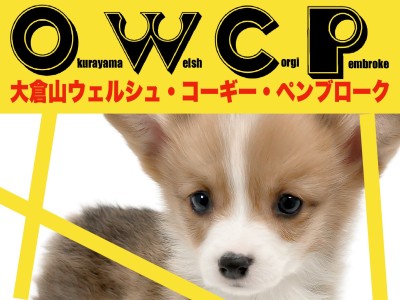 【 コーギー 】きれいなブレーズ模様と白い靴下のおしゃれロイヤルドッグ！