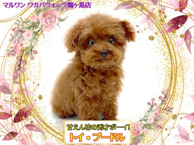【 トイプードル 】とっても賢く甘えん坊なミニサイズのプーちゃん