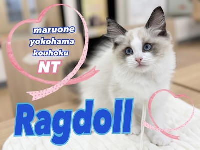 【 ラグドール 】ブルーの瞳が印象的なリアルぬいぐるみにゃんこ登場！