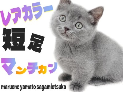 【 マンチカン 】愛くるしいフォルムと希少なブルーカラーの短足キャットが登場