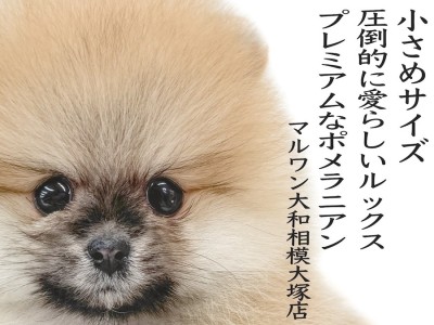 【 ポメラニアン 】抜群のルックスと小さめサイズ！濃厚オレンジ色のプレミアムポメ