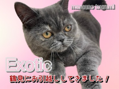 【 エキゾチック 】お引越ししてきたよ！生後6ヶ月の驚異の人懐こさ！