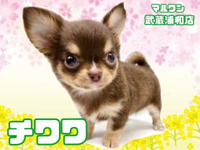 【 チワワ 】大人気のチョコレートタンカラー！小さめサイズの女の子！