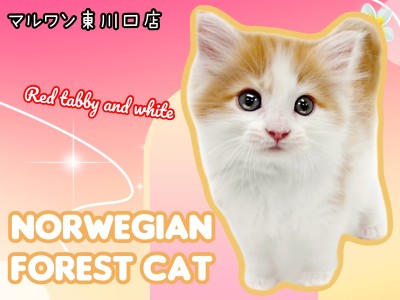 【 ノルウェージャンフォレストキャット 】初日から元気いっぱいな超美猫が登場！