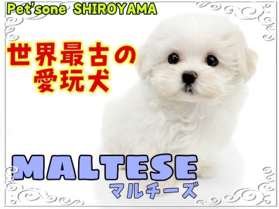 【 マルチーズ 】世界最古の愛玩犬！純白カラーが美しいマルちゃん
