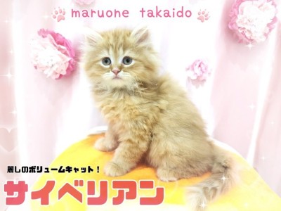 【 サイベリアン 】歴代トップクラスのモフっと感！麗しのボリュームキャット！