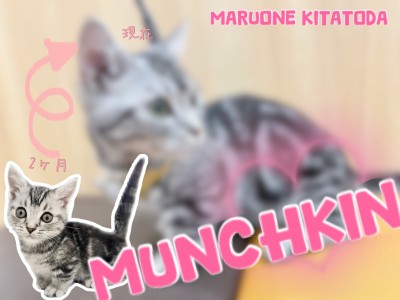 【 マンチカン 】2nd成長ブログ！短足界の奇跡、社交性抜群にゃんこに密着！