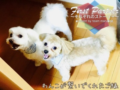 【 ファーストパートナー 】マルワン横浜港北NT店スタッフ三國の愛犬物語！