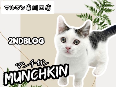 【 マンチカン 】生後4ヶ月！超甘えん坊な短足キャットの成長記録！