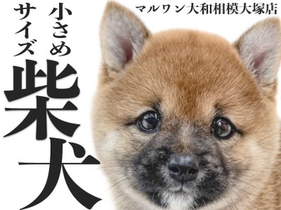 【 柴犬 】豆柴の様に小さめサイズの女の子！小柄で温和な生後2ヶ月の子グマ系赤柴