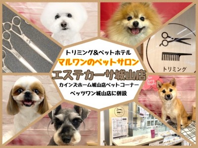【お迎え後も安心】お手入れについてトリマーにも相談できるペッツワン城山店