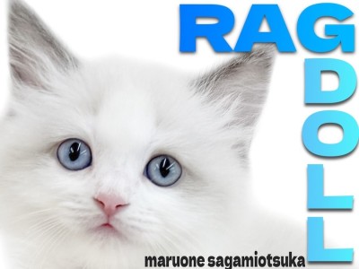 【 ラグドール 】ホワイトキャンパスにピュアなブルーの瞳が光り輝く甘えん坊猫！