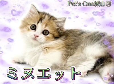 【 ミヌエット 】モフッと豊富な被毛の短足にゃんこ、癒し系ミヌエットちゃん！