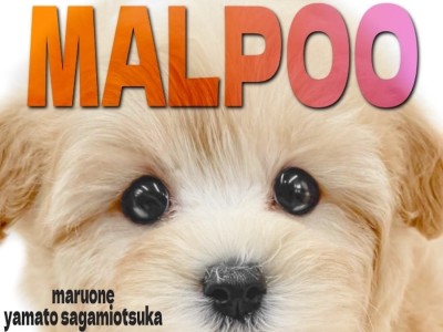 【 マルプー 】人気がとまらない！！可愛らしさと小さめボディのクリームマルプー