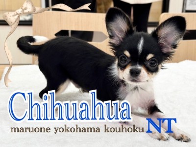 【 チワワ 】チワワ飼い主必見！愛犬に最適なグッズ選びのコツとケア方法