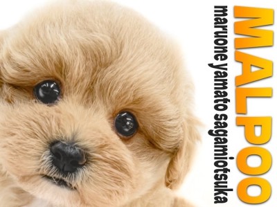 【 マルプー 】愛らしさと飼いやすさが両立する夢のようなMIX犬が大和市に登場！
