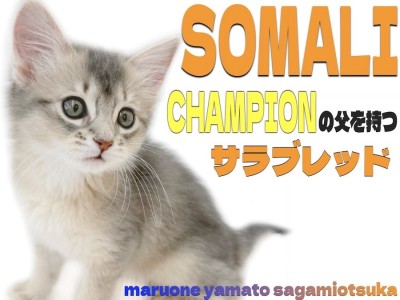【 ソマリ 】ダブルチャンピオンのパパにも負けないルックスのバレエキャット現る