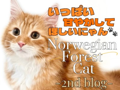 【 ノルウェージャンフォレスト 】体は大きく心は寛大に！イケメン猫の2ndブログ