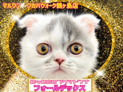 【 フォールデックス 】鶴ヶ島店長激推しのプリマドンニャ！癒やし系フォーちゃん！