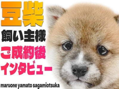 【 豆柴 】最愛の我が子、豆柴ちゃんとの出会いときっかけをお客様にレポート！