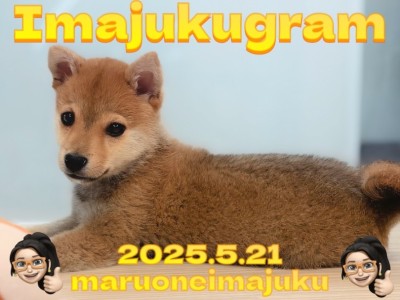 【 イマジュクグラム 】生後4ヶ月を迎える目ヂカラ最強の豆柴ちゃま最新情報！