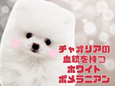 【 ポメラニアン 】パパはチャオリア！超希少な血統を持つホワイトポメラニアン
