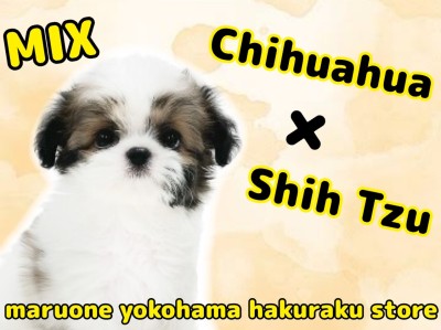 【 MIX 】最強の癒し系チワワ×シーズーのMIX犬