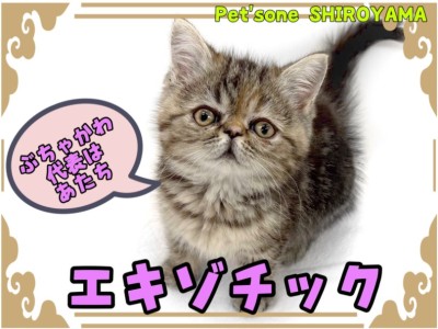 【 エキゾチック 】外見も性格もピカイチ！悶絶級に可愛いエキゾチック登場！