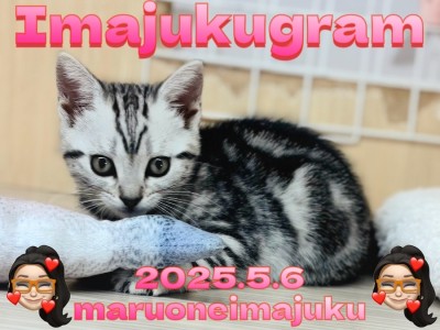 【 イマジュクグラム 】目ヂカラ最強の美猫！アメリカンショートヘア最新動画！