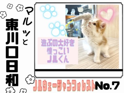 【 マルっと東川口日和No.7 】究極の触り心地に癒される激かわノルちゃん！