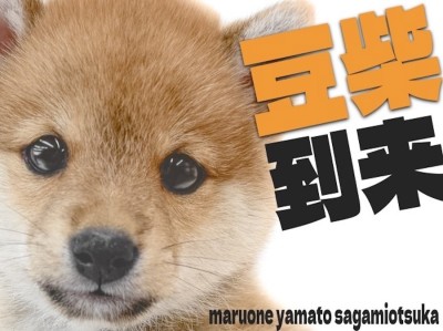 【 豆柴 】人を惹きつける力は無限大！凛々しくもかわいい豆柴くんの魅力を大公開！