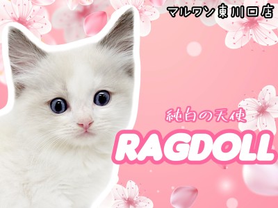 【 ラグドール子猫 】純白の天使降臨！マイペースな性格のパーフェクトキャット！
