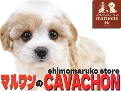 【 キャバション 】美麗なブレンハイムと大きな瞳が最高！圧倒的人気を誇るMIX犬