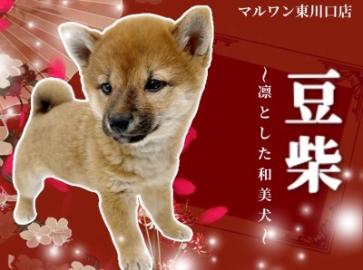 【 豆柴 】小さな和の宝石！気品と可愛さをまとった豆柴の女の子に注目