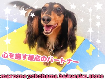 【 ファーストパートナー 】マルワン白楽店トリマー山村の愛犬物語！