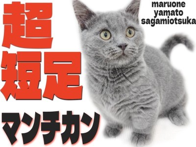 【 マンチカン 】丸みと超短足！毛色に体型と個性豊かな甘えん坊猫が大和市に！