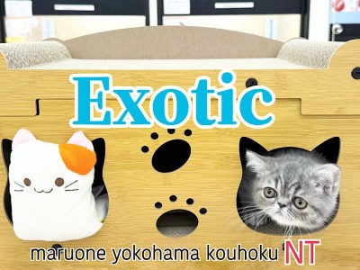 【 エキゾチック 】エキゾチックくんの成長記録ブログ第2弾