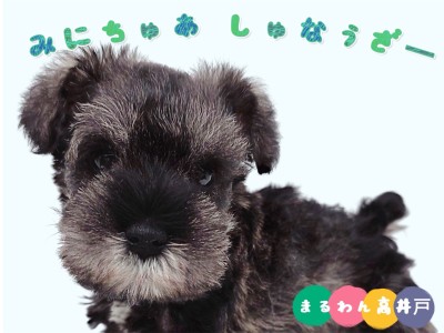 【 ミニチュアシュナウザー 】超甘えん坊な性格に甘いお顔の男の子が杉並区に登場！