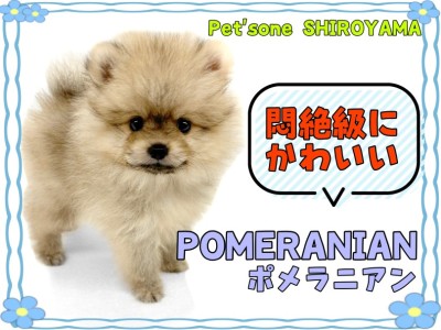 【 ポメラニアン 】癒されること間違いなし！悶絶級に可愛いポメちゃん降臨