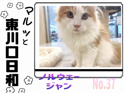 【 マルっと東川口日和No.37 】ノルくんの毎日ルーティンに密着！